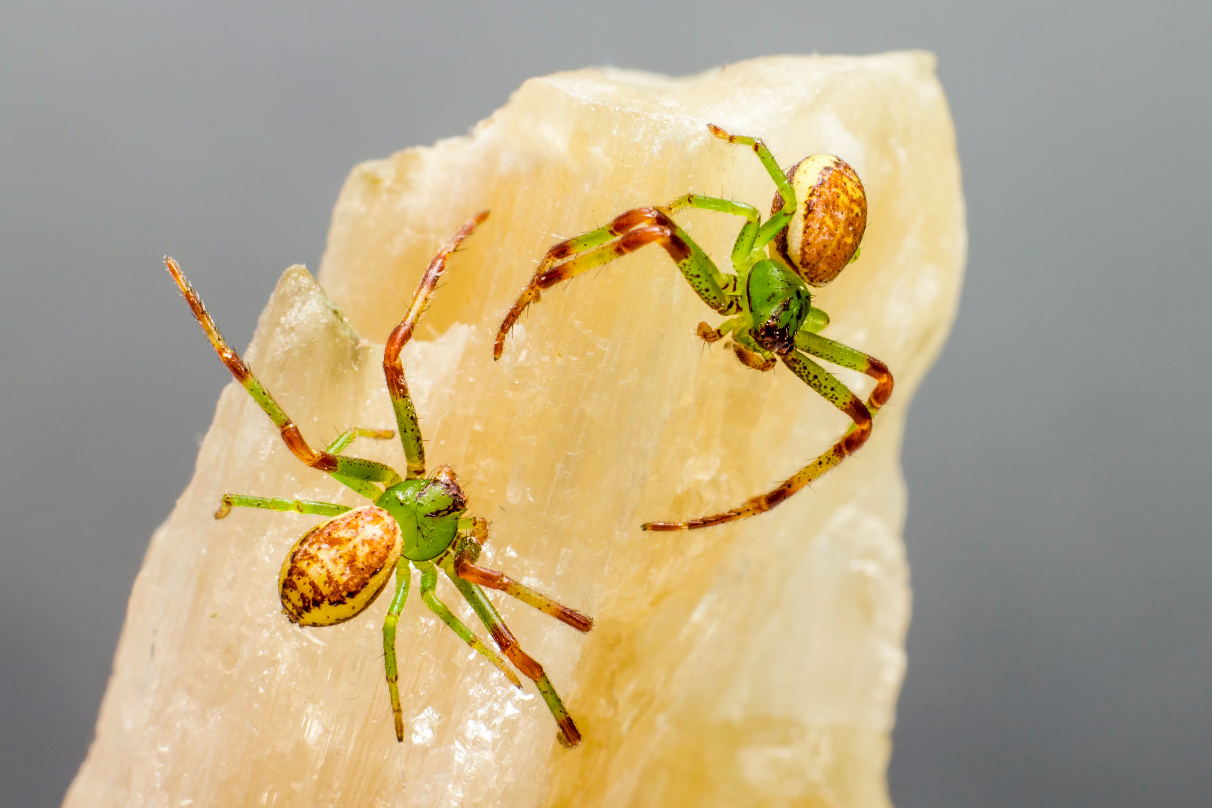 Gablota entomologiczna