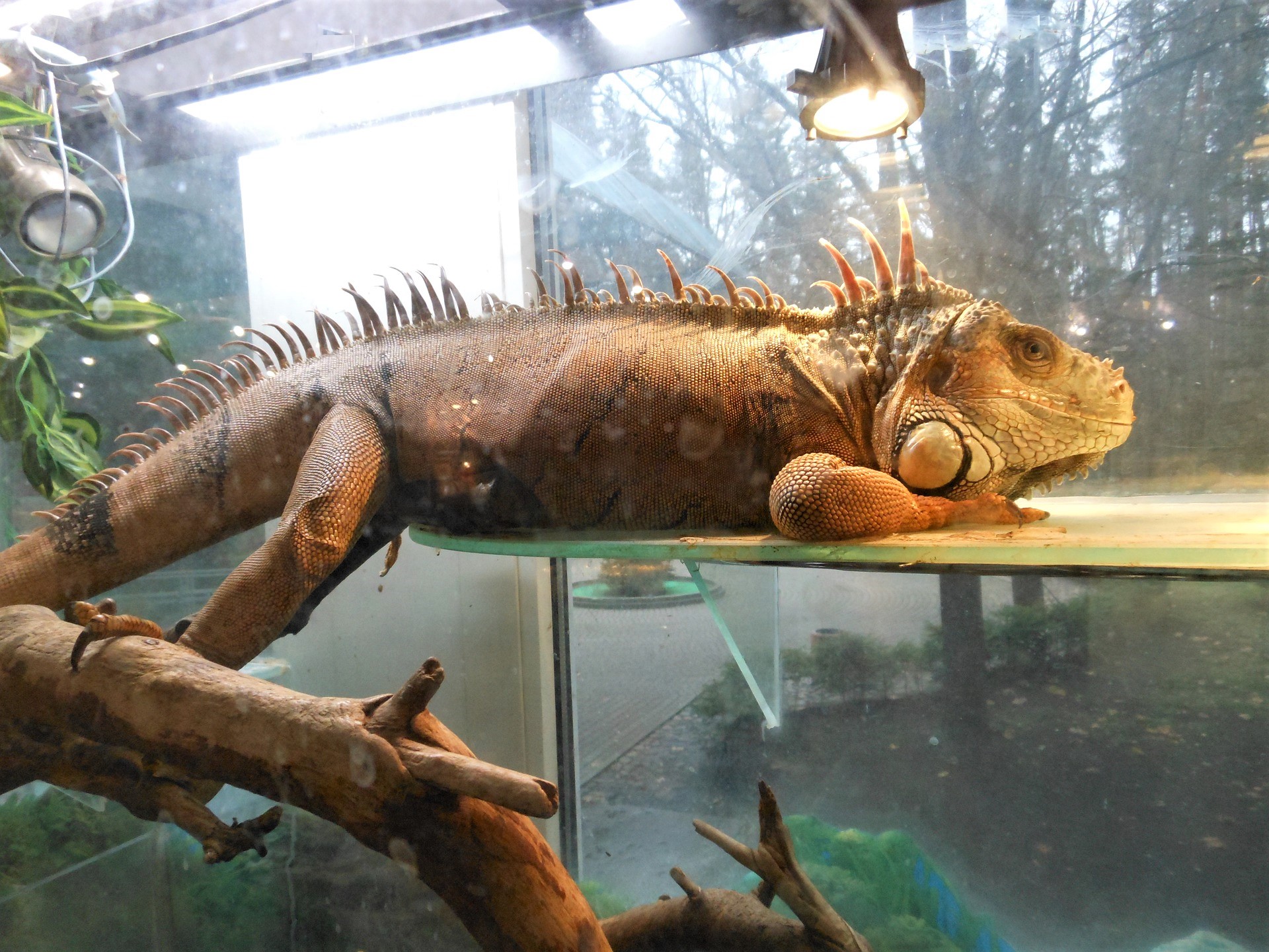 Terrarium z plexi
